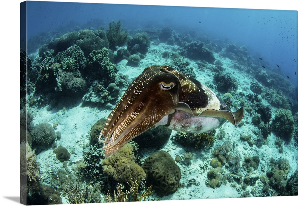 A large broadclub cuttlefish, Sepia latimanus, hovers over a coral reef.