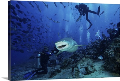 A large Lemon Shark gulps down a large tuna head in front of a crowd of divers, Fiji