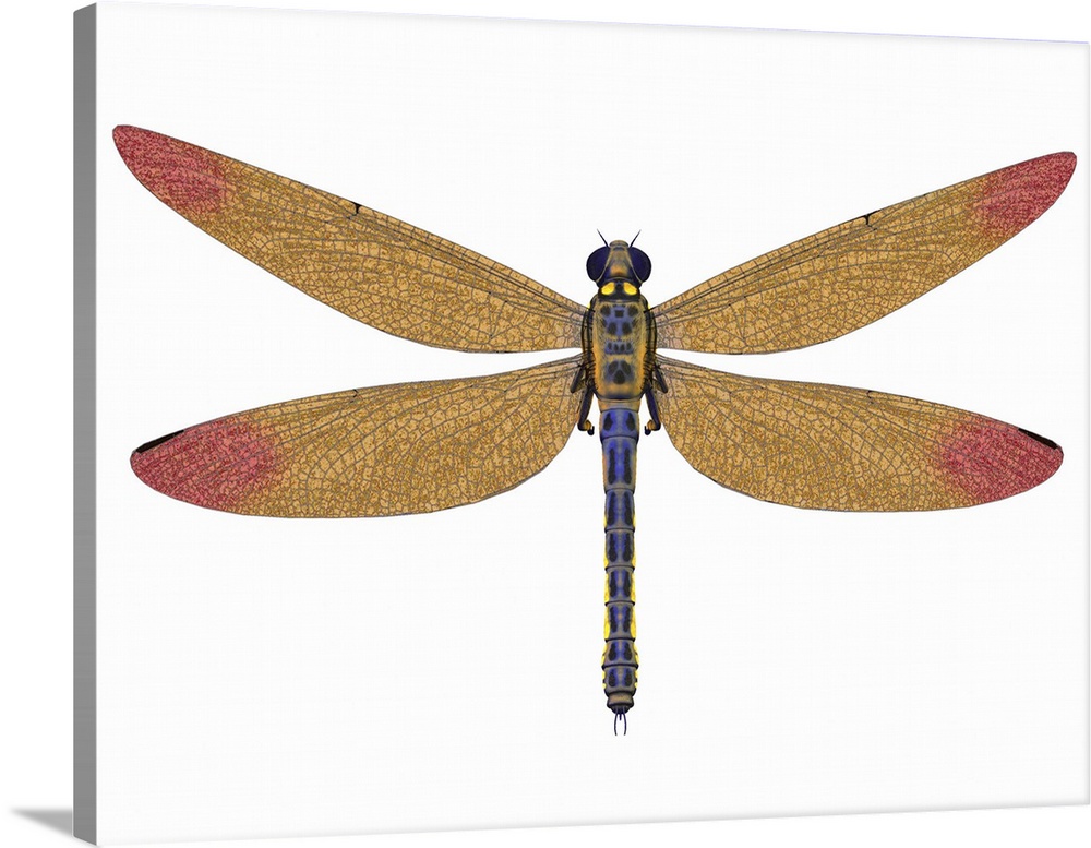 Meganeura was a large carnivorous dragonfly that lived in Europe during the Carboniferous Period.