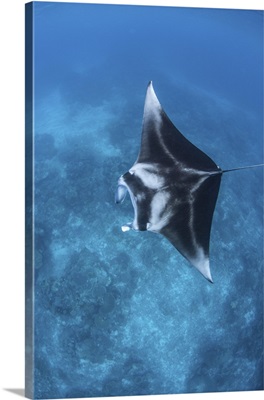 A large reef manta ray swims through clear water in Raja Ampat