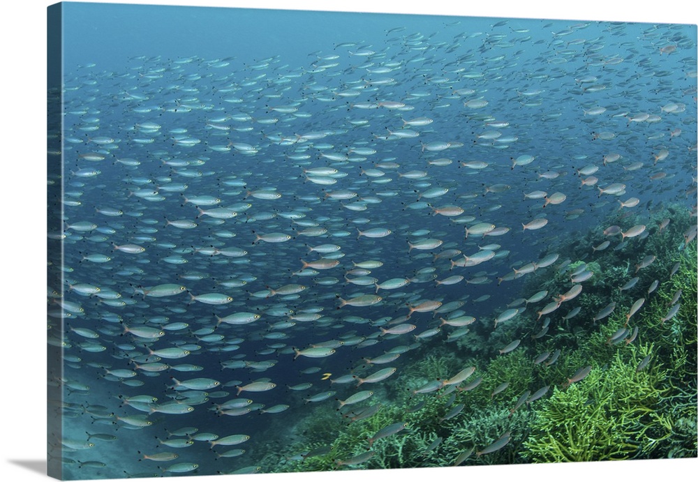 A large school of fusiliers swimming over a reef in Raja Ampat, Indonesia.