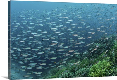 A Large School Of Fusiliers Swimming Over A Reef In Raja Ampat, Indonesia