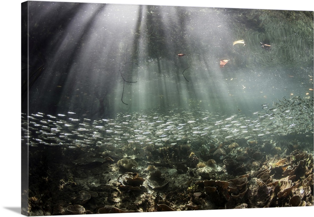 A large school of slender silversides swimming through a blue water mangrove.