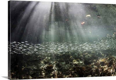 A Large School Of Slender Silversides Swimming Through A Blue Water Mangrove