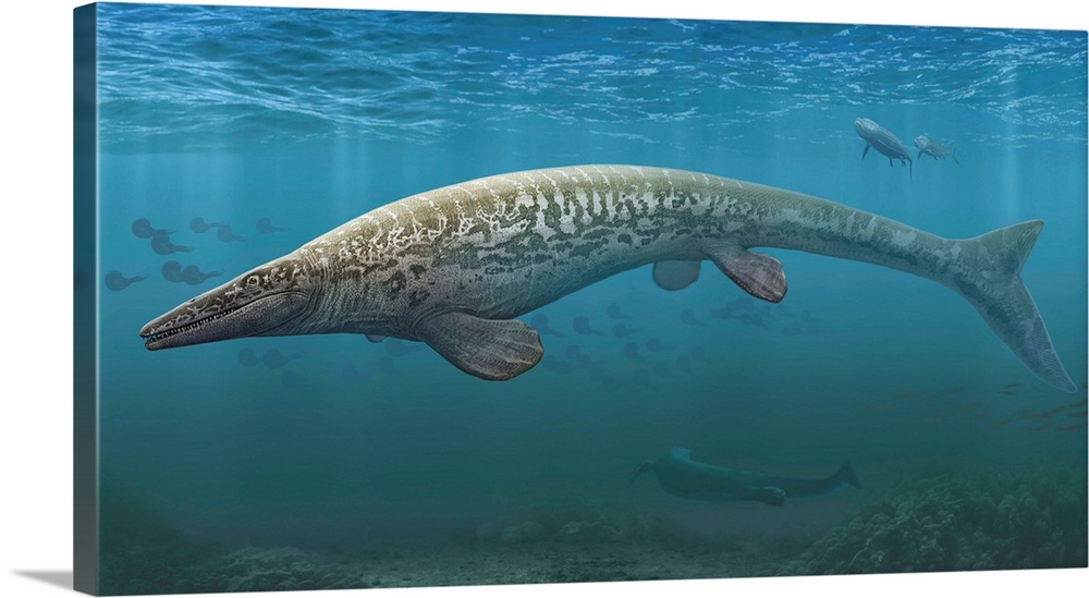 A large Tylosaurus aquatic reptile searches the Cretaceous waters for food.