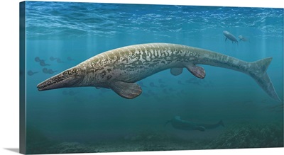 A Large Tylosaurus Aquatic Reptile Searches The Cretaceous Waters For Food