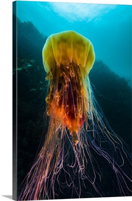 A lion's mane jellyfish rises from the deep in Alaska