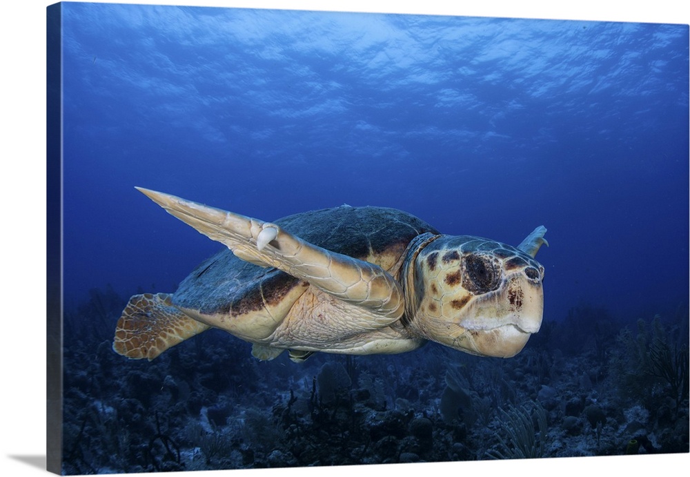 A loggerhead sea turtle swimming in Turneffe Atoll, Belize.