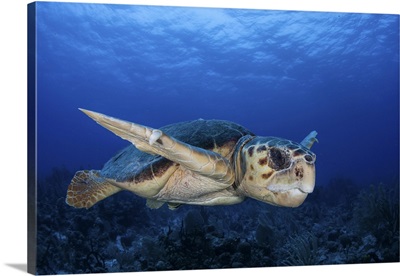 A Loggerhead Sea Turtle Swimming In Turneffe Atoll, Belize