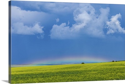 A low altitude rainbow visible over the yellow canola field, Gleichen, Alberta, Canada