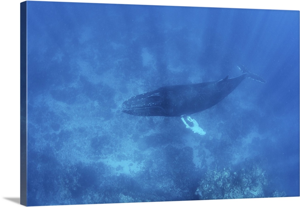 A magnificent humpback whale swims in the blue waters of the Caribbean Sea.