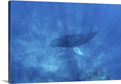 A Magnificent Humpback Whale Swims In The Blue Waters Of The Caribbean Sea