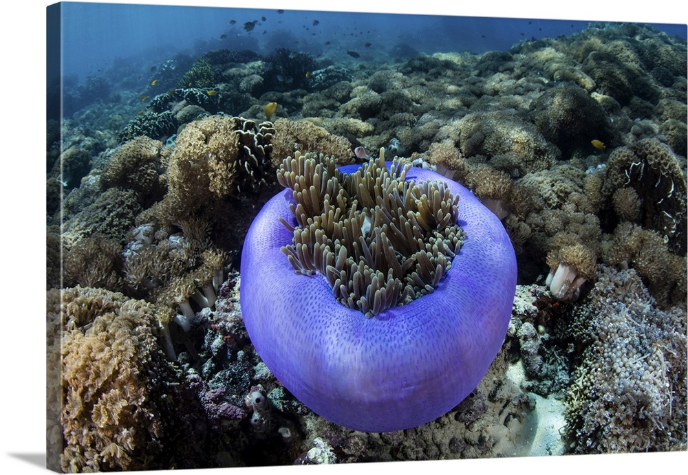 A magnificent sea anemone grows on a reef in Indonesia.