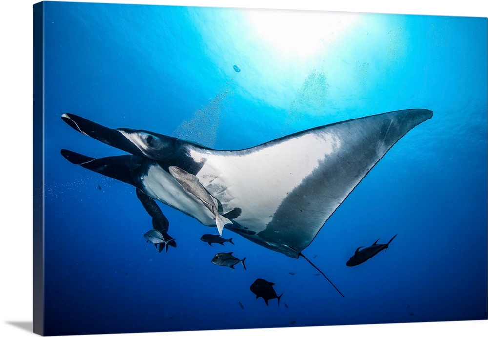 A manta ray passes overhead under the sun, Socorro Island, Mexico.