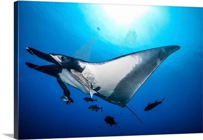 A Manta Ray Passes Overhead Under The Sun, Socorro Island, Mexico