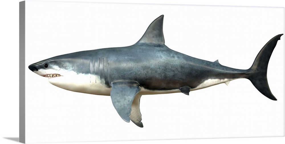 A Megalodon shark from the Cenozoic Era. Megalodon is an extinct species of shark that grew to 18 meters or 59ft and lived...