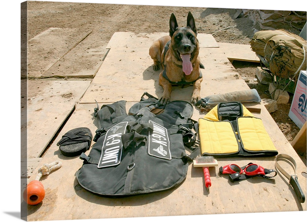A military police dog sits beside his issued protective gear.