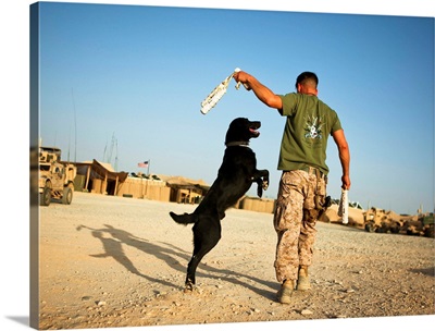 A military working dog handler conducts physical training in Afghanistan