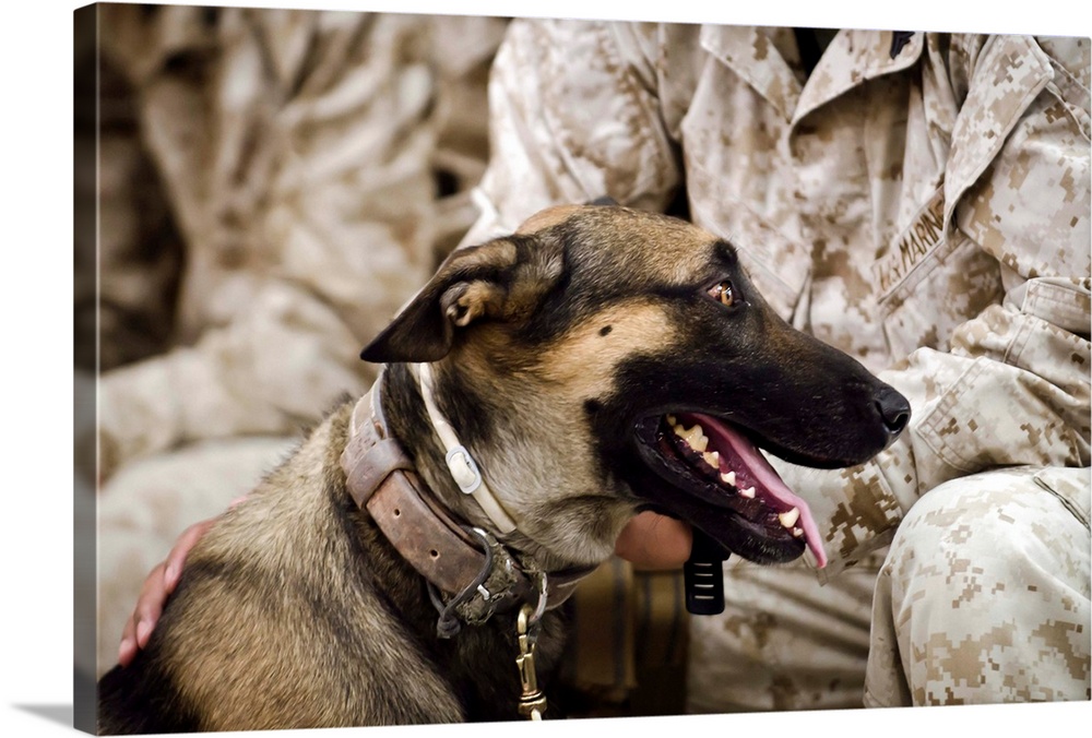 A military working dog sits at the feet of his dog handler.