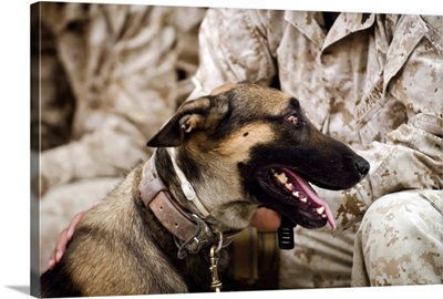 A military working dog sits at the feet of his dog handler