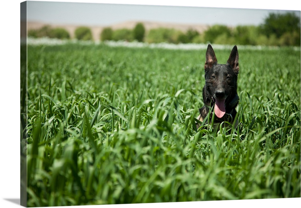 A military working dog sits in a field near a security position.