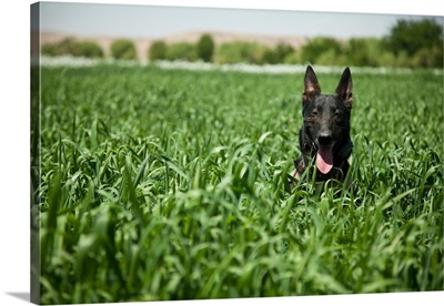 A military working dog sits in a field near a security position