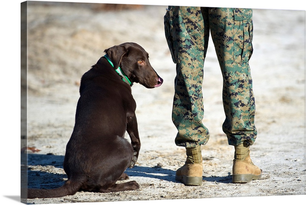 A military working dog waits for a command from his trainer.