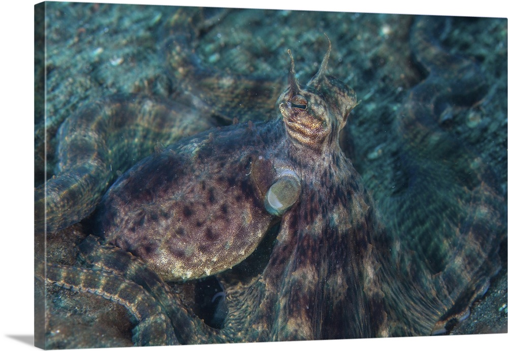 A mimic octopus crawls across the black sand seafloor.