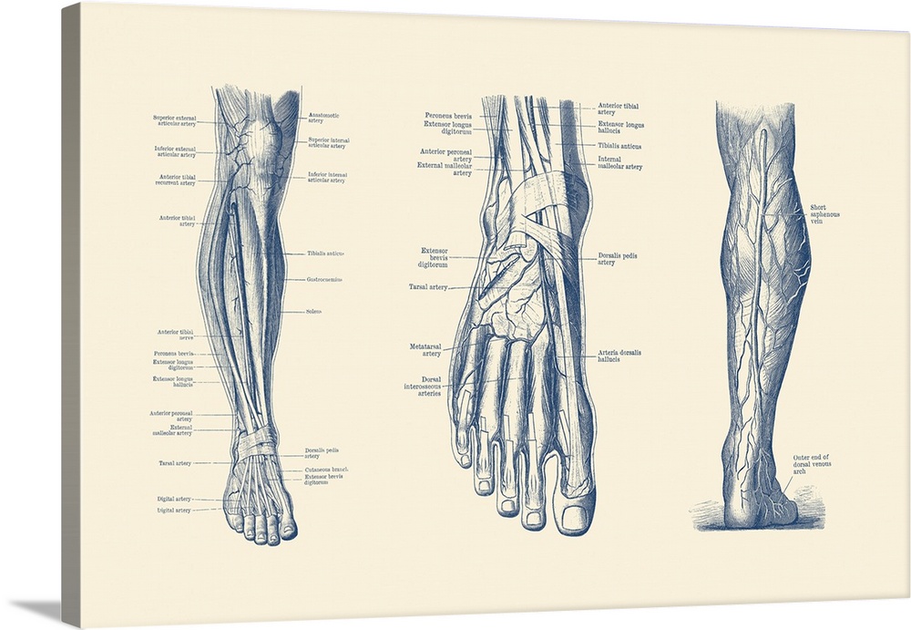 A multi view of the human leg and foot, showcasing the veins, tendons and arteries.