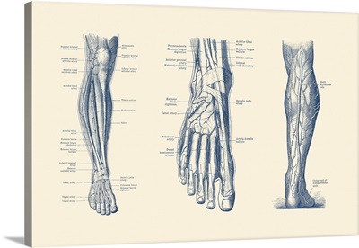 A Multi View Of The Human Leg And Foot, Showcasing The Veins, Tendons And Arteries