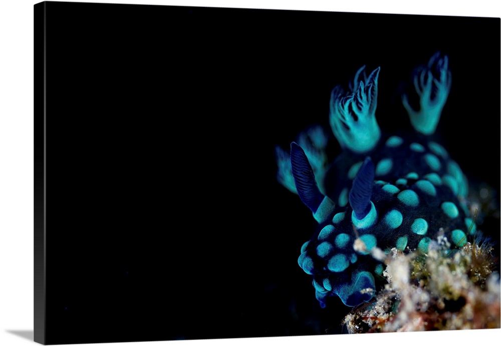 A Nembrotha cristata sea slug eating some sea squirts, Lembeh Strait, indonesia.