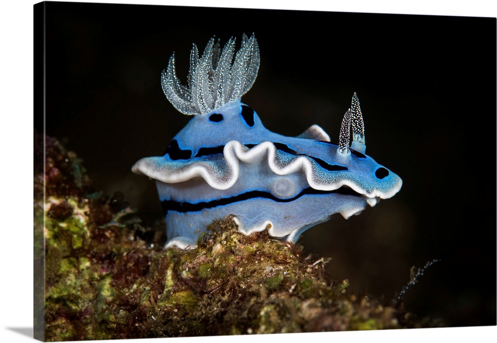 A nudibranch that lives on exposed reef walls in the Western Pacific Ocean.