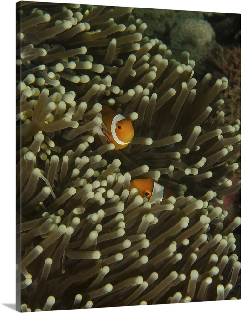 A pair of anemonefish in its host anemone, Lembeh Strait, Indonesia.