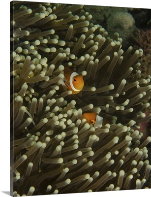 A pair of anemonefish in its host anemone, Manado, Indonesia