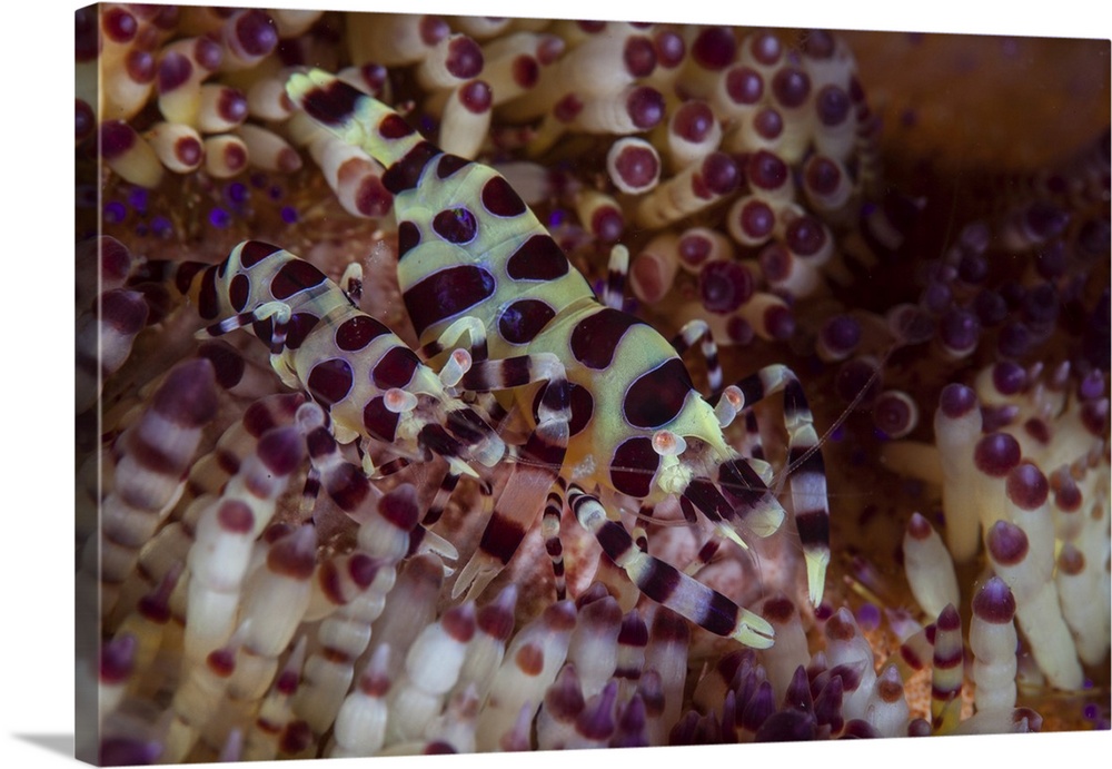 A pair of Coleman shrimp hide among the venomous spines of a variable fire urchin.