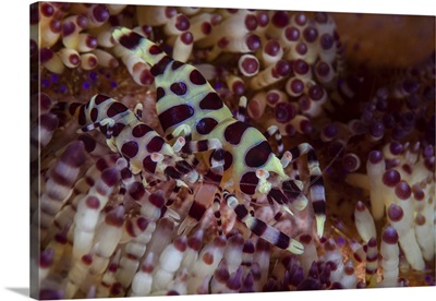 A Pair Of Coleman Shrimp Hide Among The Venomous Spines Of A Variable Fire Urchin