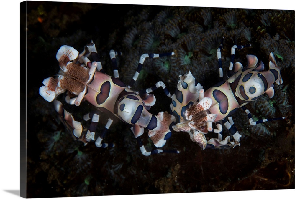 A pair of harlequin shrimp lie in a small recess on the seafloor of Lembeh Strait, Indonesia.