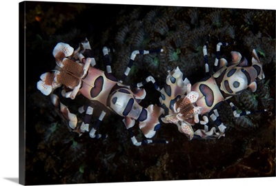 A Pair Of Harlequin Shrimp Lie On The Seafloor Of Lembeh Strait, Indonesia