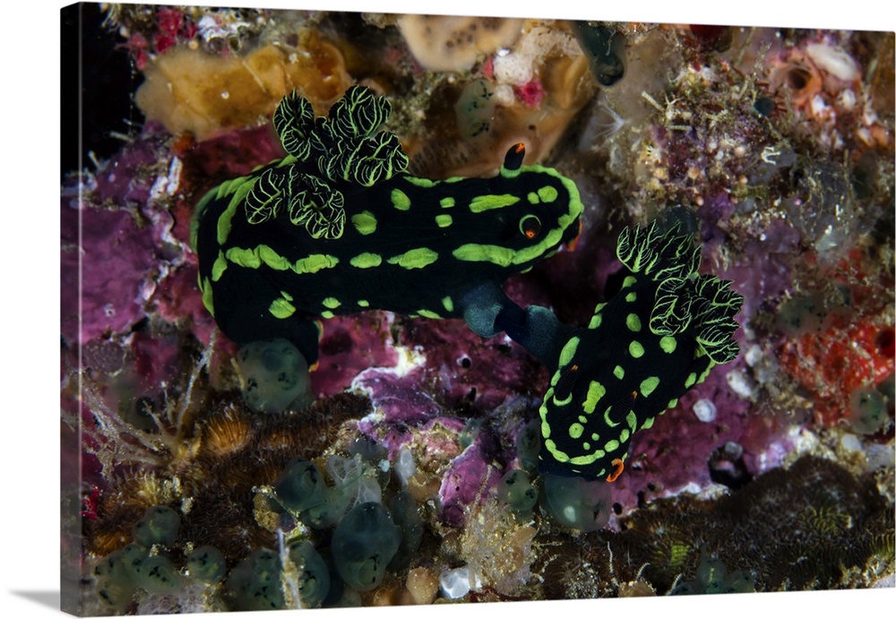 A pair of Nembrotha kubaryana nudibranch mating on a coral reef.