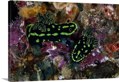 A Pair Of Nembrotha Kubaryana Nudibranch Mating On A Coral Reef