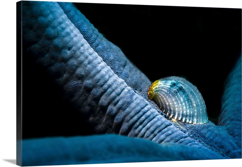 A parasitic crystalline sea star snail hosted by a blue sea star.
