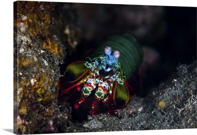 A peacock mantis shrimp crawls across a reef in Komodo National Park