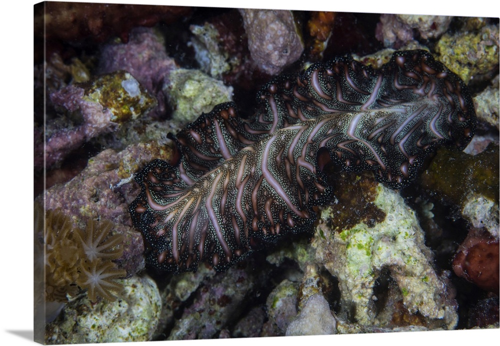 A Persian carpet flatworm swims over a reef at night in Komodo National Park, Indonesia.