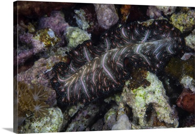 A Persian Carpet Flatworm Swims Over A Reef At Night In Komodo National Park, Indonesia
