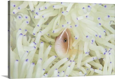 A pink anemonefish swims among the tentacles of its host