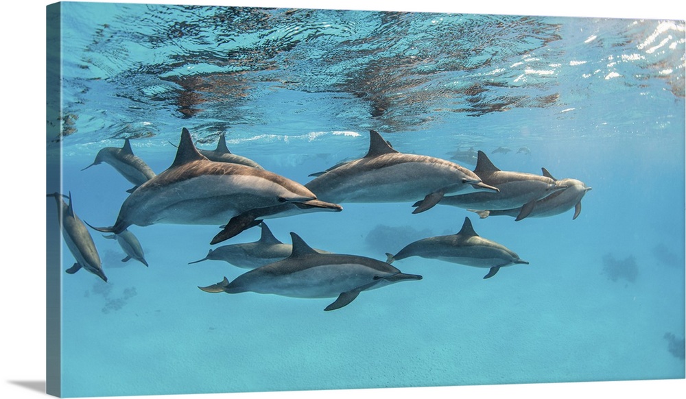 A pod of spinner dolphins swimming by just under the surface, Red Sea.