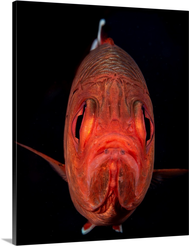 A portrait of a soldierfish with a perpetual frown.