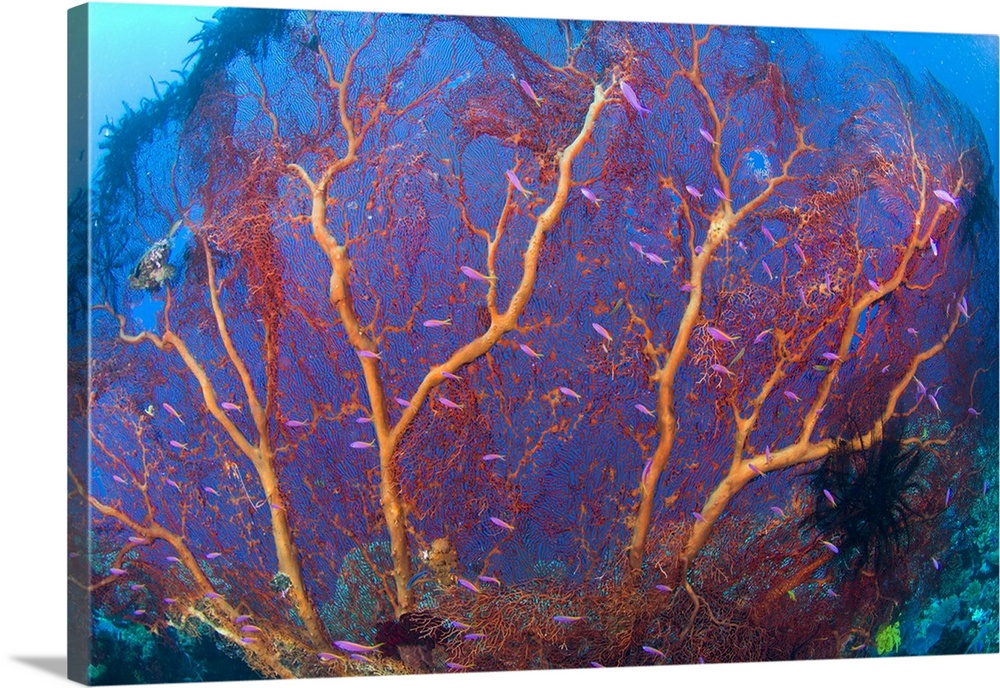 A red sea fan with purple anthias fish, Papua New Guinea.