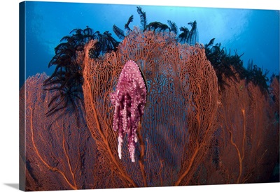 A red sea fan with sponge colored clam attached, Papua New Guinea