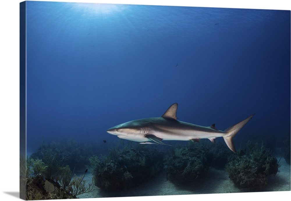 A reef shark swims over coral bommies in the Bahamas.